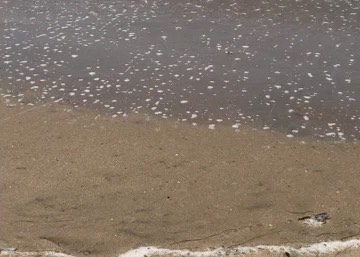 almost-caught-by-wave